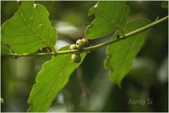 Glochidion zeylanicum